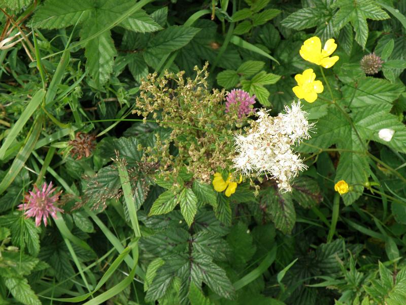 20100801  ander spleetfloraf.JPG